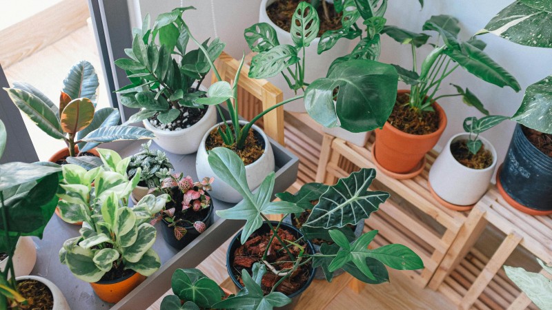 Indendørs planter
